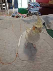 Lost Cockatiel