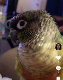 Lost Conure