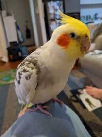 Lost Cockatiel