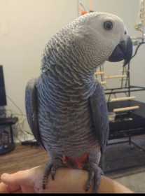 Lost African Grey
