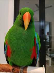 Lost Eclectus
