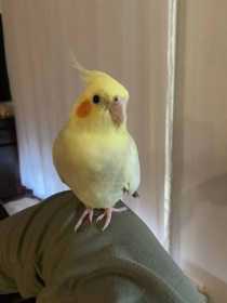 Lost Cockatiel