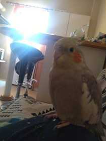 Lost Cockatiel