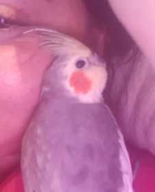 Lost Cockatiel