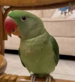 Lost Alexandrine