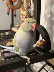 Lost Indian Ringneck Parakeet