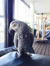 Lost African Grey