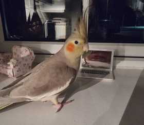 Lost Cockatiel