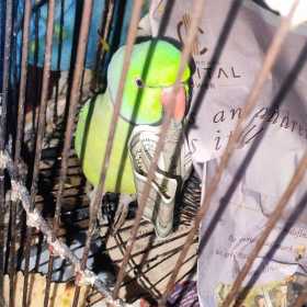 Lost Indian Ringneck Parakeet