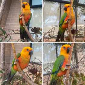 Lost Conure