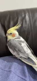 Lost Cockatiel