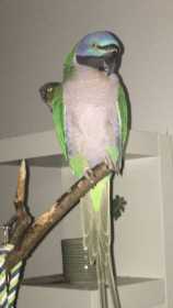 Lost Mustached / Moustached Parakeet
