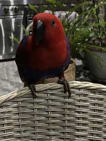 Lost Eclectus