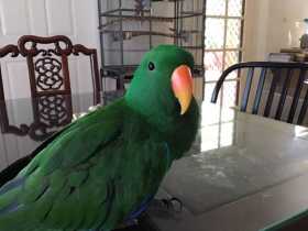 Lost Eclectus