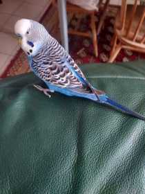 Lost Budgerigar