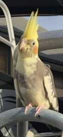 Lost Cockatiel