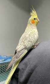 Lost Cockatiel