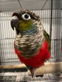 Lost Conure