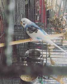 Lost Budgerigar