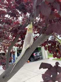 Lost Cockatiel