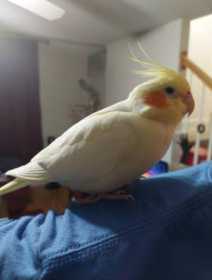 Lost Cockatiel