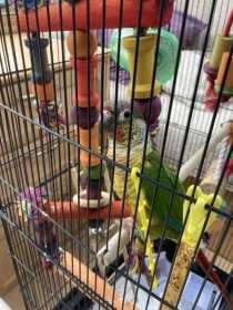 Lost Conure