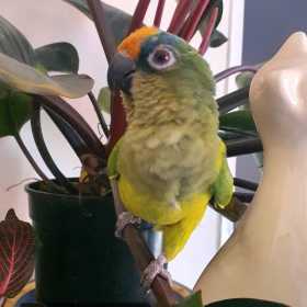 Lost Conure