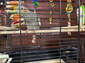Lost Cockatiel