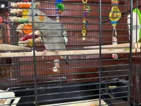 Lost Cockatiel