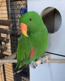 Lost Eclectus