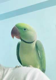 Lost Indian Ringneck Parakeet