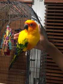 Lost Conure