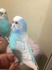 Lost Budgerigar