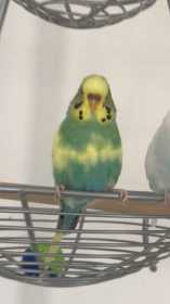 Lost Budgerigar