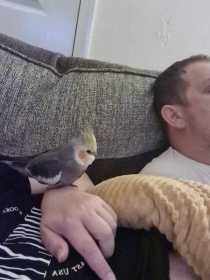 Lost Cockatiel