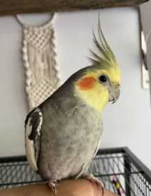 Lost Cockatiel