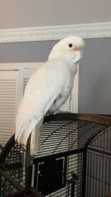 Lost Cockatoo