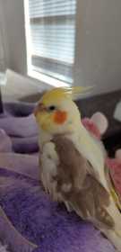 Lost Cockatiel