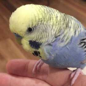 Lost Budgerigar