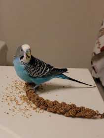 Lost Parakeet