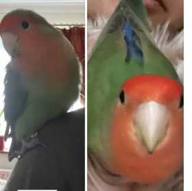 Lost Lovebird