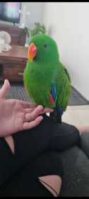 Lost Eclectus