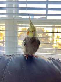 Lost Cockatiel