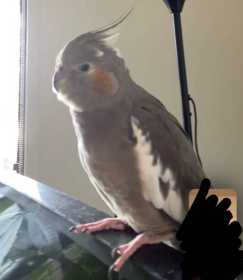 Lost Cockatiel