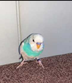 Lost Budgerigar