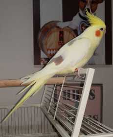 Lost Cockatiel