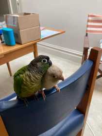 Lost Conure