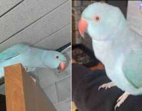 Lost Indian Ringneck Parakeet