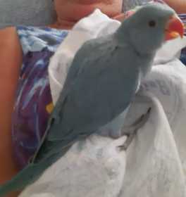 Lost Indian Ringneck Parakeet