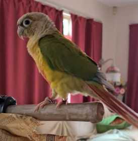 Lost Conure